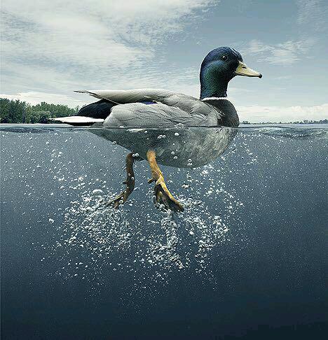 در زندگی خود مانند اردک باشید